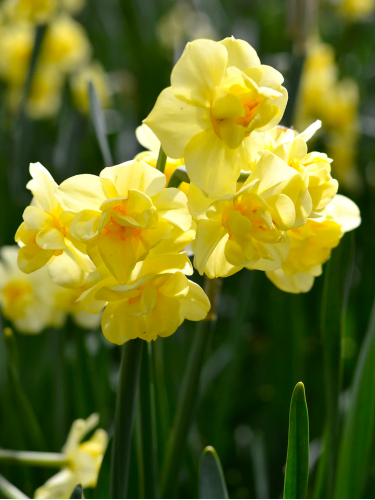 Нарцисс Yellow Cheerfulness (2 шт. в упаковке)
