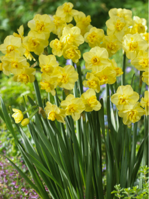 Нарцис Yellow Cheerfulness (2 шт. в упаковці)
