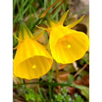 Нарцис Golden Bells (Гоудклок'є) (2 шт. в упаковці)