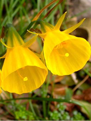 Нарцис Golden Bells (Гоудклок'є) (2 шт. в упаковці)