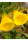 Нарцисс "Golden Bells" (Goudklokje) (луковицы) 2 шт в упаковке