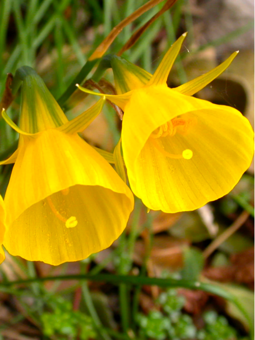 Нарцисс "Golden Bells" (Goudklokje) (луковицы) 2 шт в упаковке