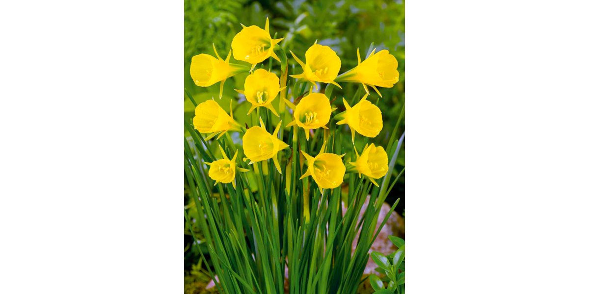 Нарцис Golden Bells (Goudklokje) (2 шт. в упаковці)