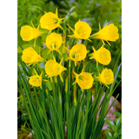 Нарцисс Golden Bells (Goudklokje) (2 шт. в упаковке)