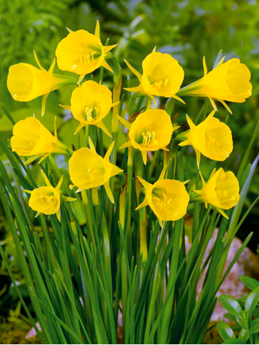 Нарцисс Golden Bells (Goudklokje) (2 шт. в упаковке)