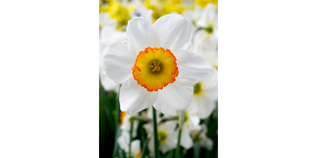 Нарцис Flower Record (2 шт. в упаковці)