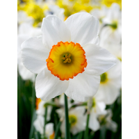 Нарцис Flower Record (2 шт. в упаковці)