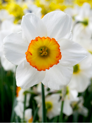 Нарцис Flower Record (2 шт. в упаковці)