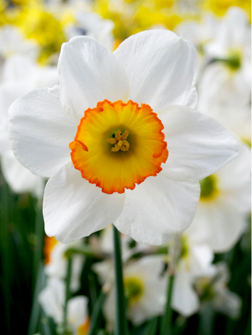 Нарцис Flower Record (2 шт. в упаковці)