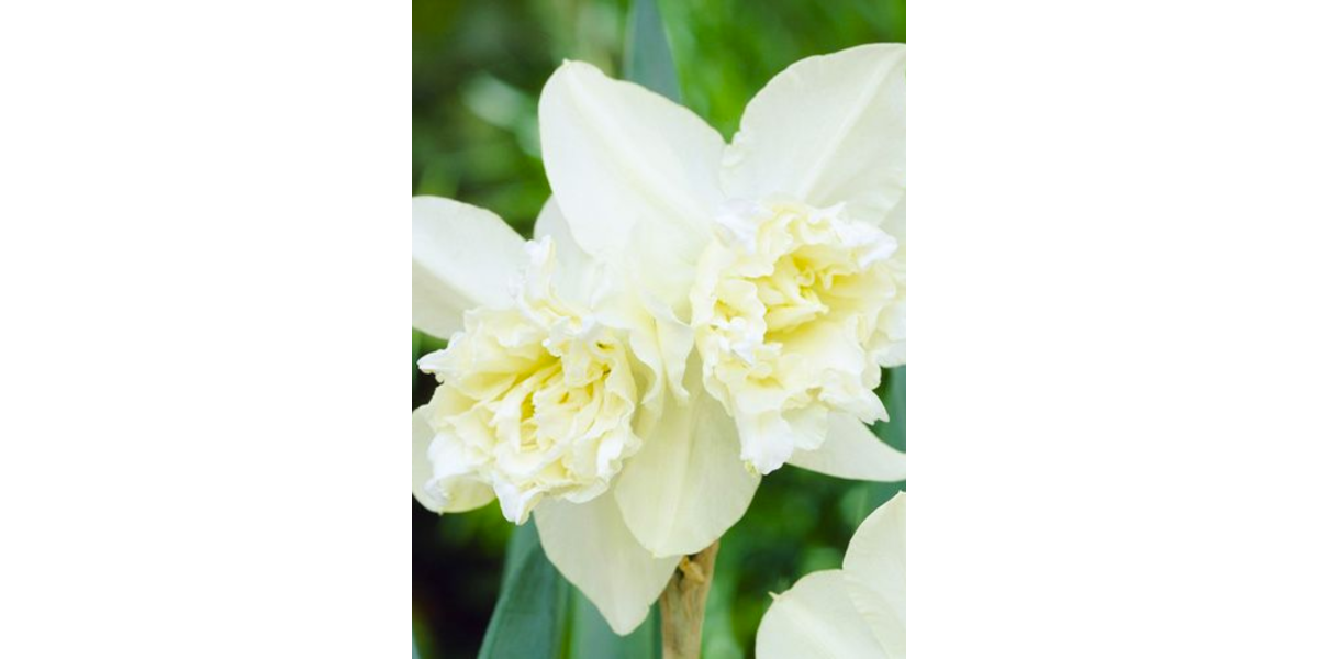 Нарцис White Marvel (2 шт. в упаковці)