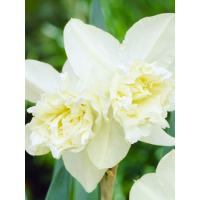 Нарцис White Marvel (2 шт. в упаковці)