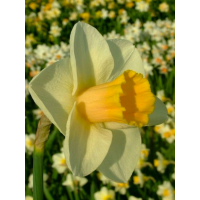 Нарцисс Yellow Salome (2 шт. в упаковке)