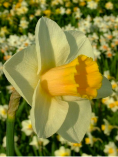 Нарцис Yellow Salome (2 шт. в упаковці)