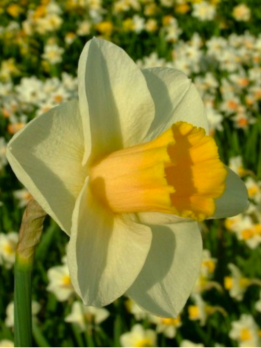Нарцисс Yellow Salome (2 шт. в упаковке)