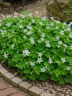 Оксалис (Кислица) Papilionacea (1 шт. в упаковке)