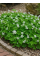 Оксалис (Кислица) Papilionacea (1 шт. в упаковке)