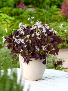 Оксалис (Кислица) Triangularis (1 шт. в упаковке)