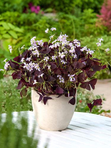 Оксаліс (Кислиця) Triangularis (1 шт. в упаковці)
