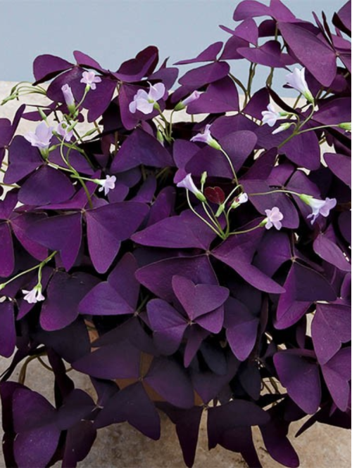 Оксалис (Кислица) Triangularis (1 шт. в упаковке)