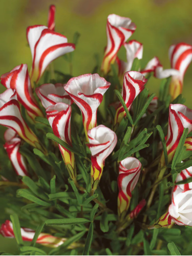 Оксаліс (Кислиця) Versicolor (1 шт. в упаковці)