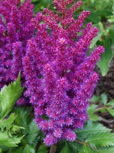 Астільба Purple Glory