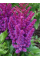 Астільба Purple Glory