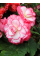 Бегония Bouton de Rose
