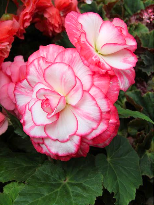 Бегония Bouton de Rose