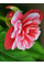 Бегонія Camelia