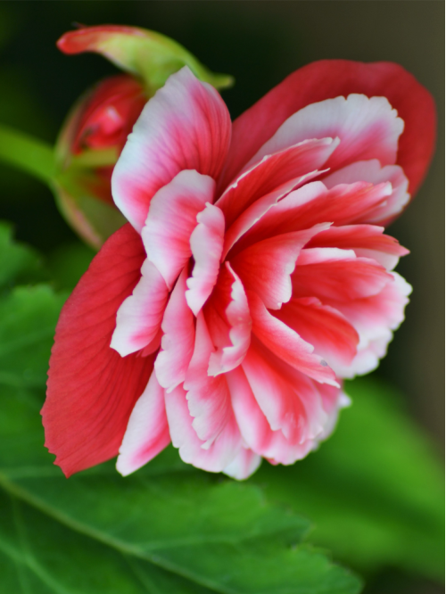 Бегонія Camelia