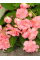 Бегонія Cascade Pink