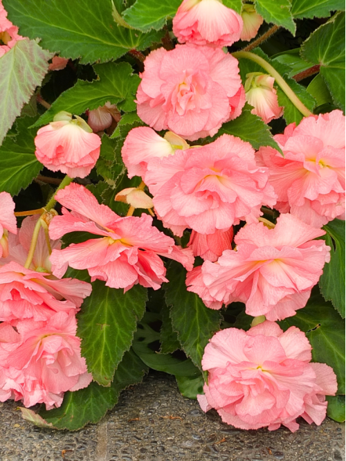 Бегонія Cascade Pink