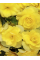 Бегонія Cascade Yellow