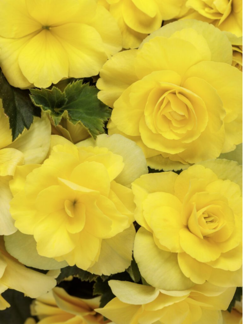 Бегонія Cascade Yellow