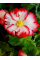 Бегонія Crispa Marginata White Red