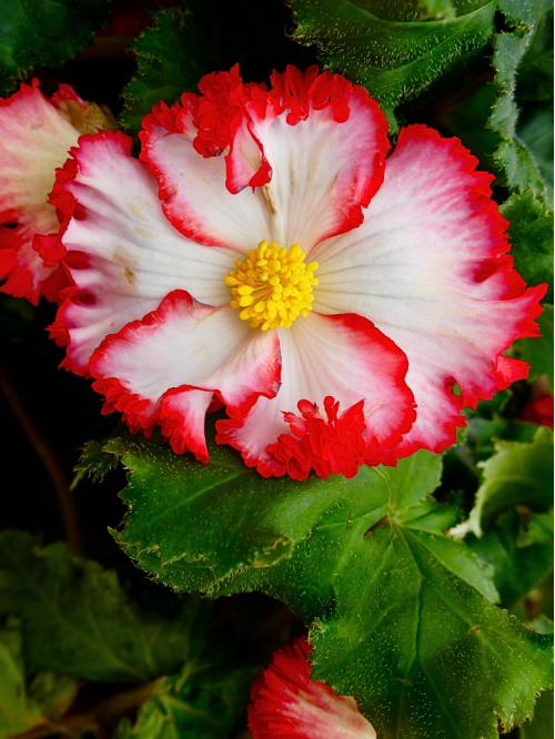 Бегонія Crispa Marginata White Red