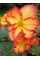 Бегонія Crispa Marginata Yellow Red