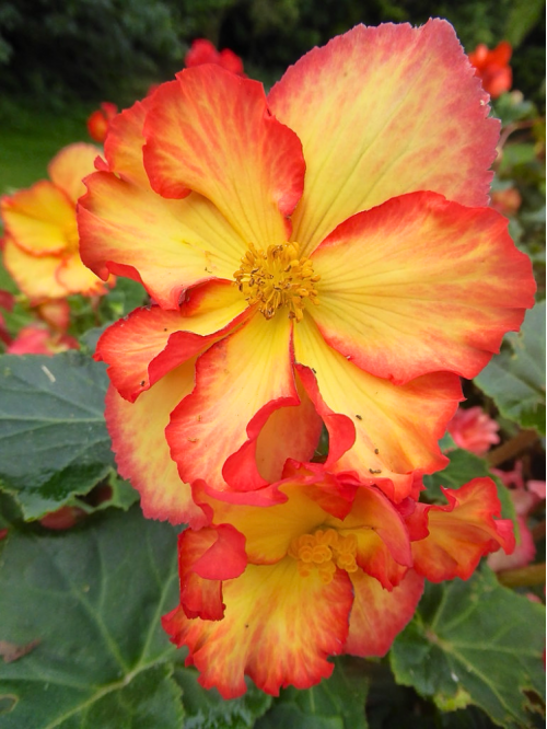 Бегонія Crispa Marginata Yellow Red