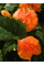 Бегонія Double Orange