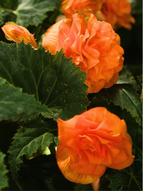 Бегонія Double Orange