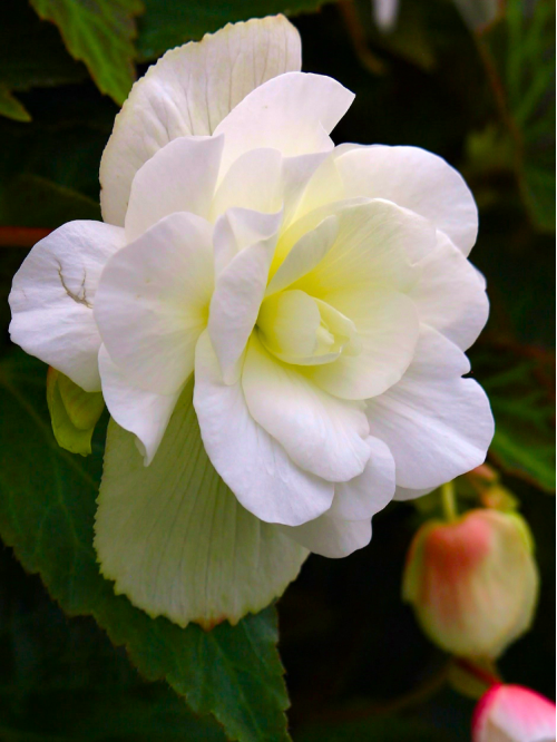 Бегония Double White