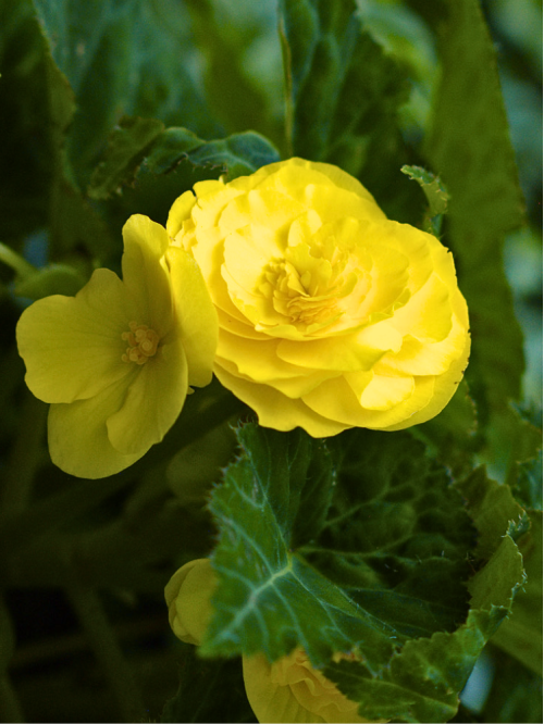 Бегонія Double Yellow