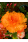 Бегонія Fimbriata Orange