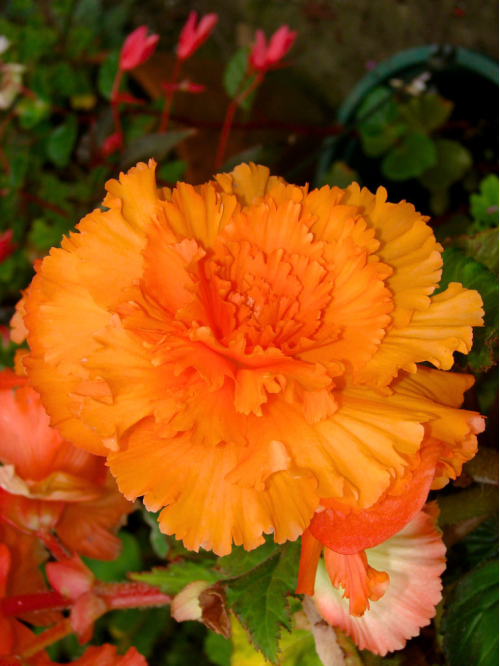 Бегонія Fimbriata Orange