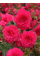 Бегонія Fimbriata Pink