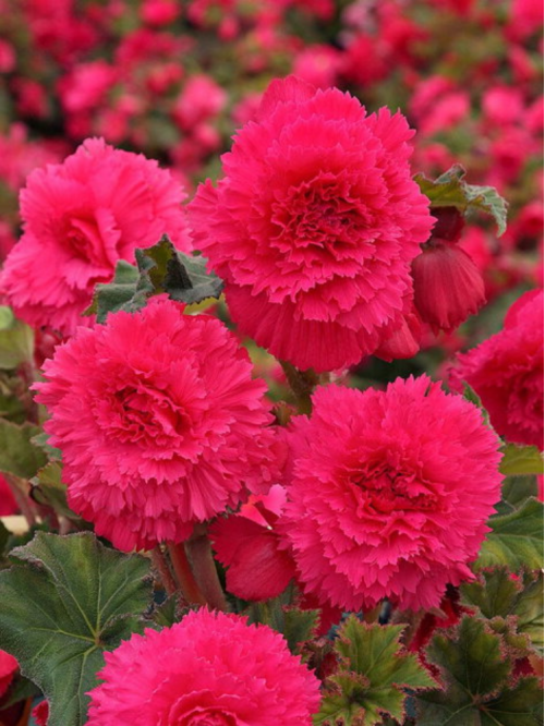 Бегонія Fimbriata Pink