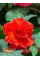 Бегонія Fimbriata Red