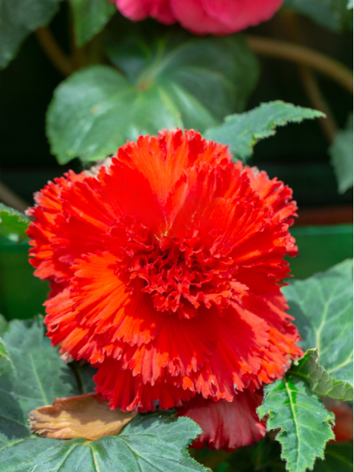Бегонія Fimbriata Red