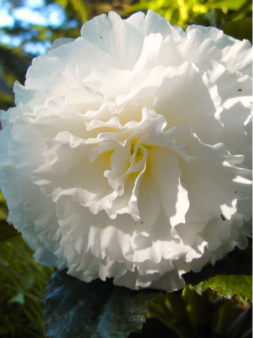 Бегонія Fimbriata White