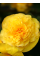 Бегонія Fimbriata Yellow